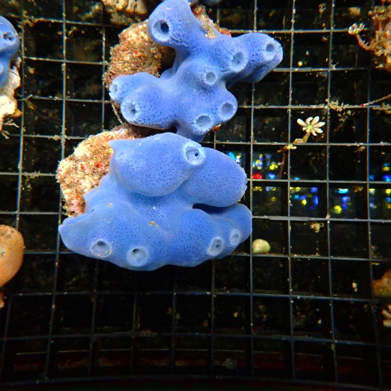 Haliclona caerulea - Éponge bleue 6-7 cm
